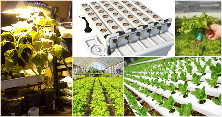 Puff N Stuff Hydroponics Supplies Equipment Plants